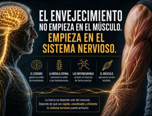 El envejecimiento no empieza en el músculo. Comienza en el sistema nervioso.